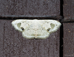 Scopula butleri