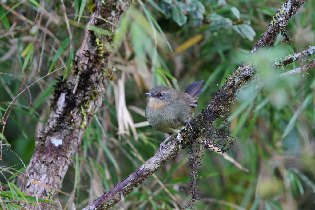 Sri Lanka Bush-Warbler
