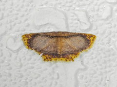 Chrysocraspeda comptaria