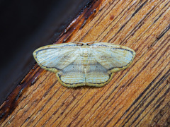 Drapetodes mitaria