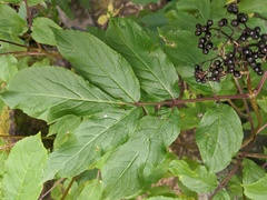 Sambucus racemosa melanocarpa