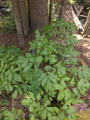 Sambucus racemosa melanocarpa