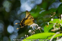 Heraclides machaonides