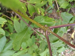 Sambucus racemosa melanocarpa