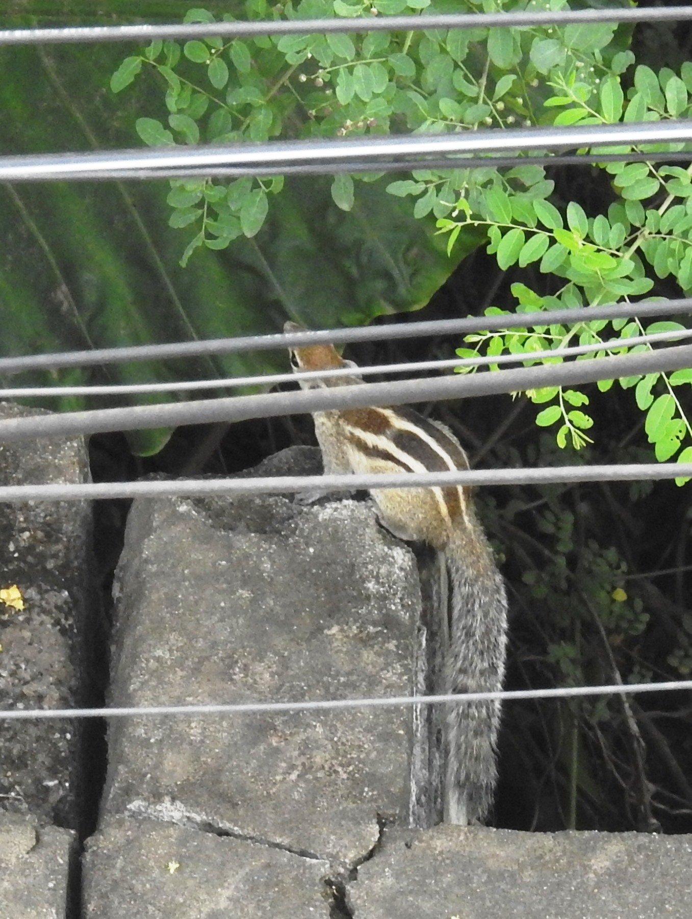 Indian palm squirrel