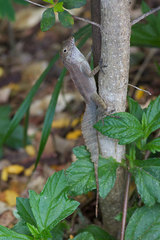 Anolis cristatellus wileyae