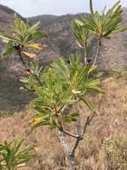 Protea caffra falcata