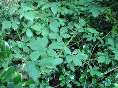 Rubus lindleianus