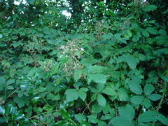 Rubus lindleianus