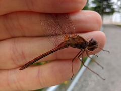Sympetrum vicinum