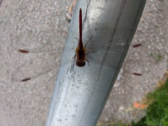 Sympetrum vicinum