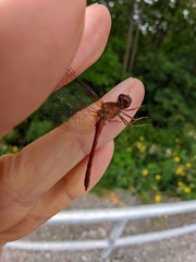 Sympetrum vicinum