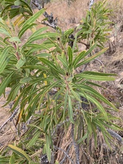 Protea caffra falcata
