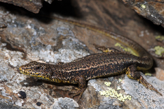 Iberolacerta aurelioi