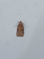 Agonopterix propinquella