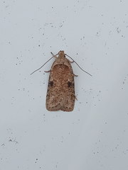 Agonopterix propinquella