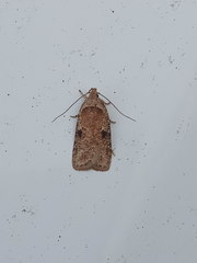 Agonopterix propinquella