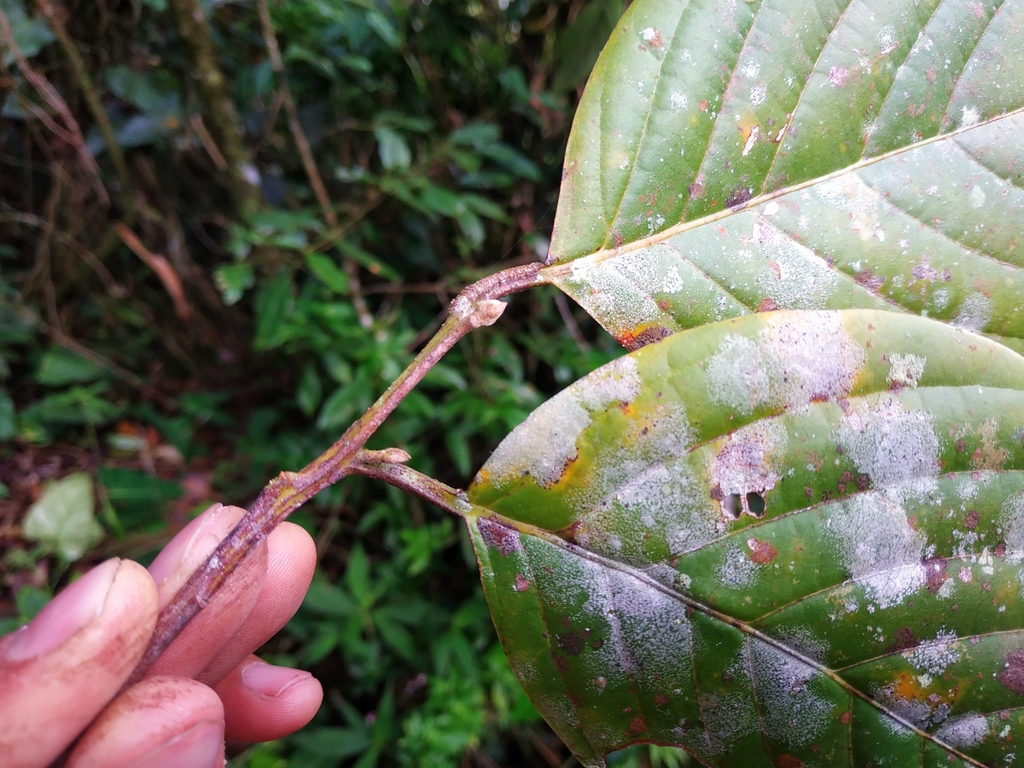 Beilschmiedia from Jardín, Antioquia, Colombia on August 27, 2020 at 08