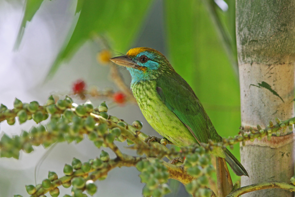 Yellow-Fronted Barbet