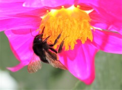 Bombus trifasciatus