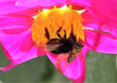 Bombus trifasciatus
