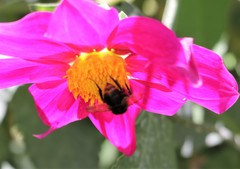 Bombus trifasciatus