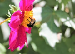 Bombus trifasciatus