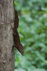 Anolis cristatellus wileyae