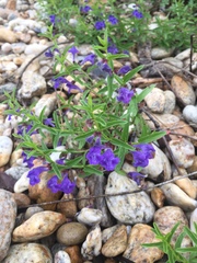 Scutellaria scordifolia