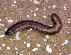 Narceus americanus