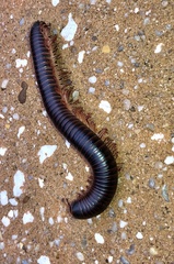 Narceus americanus
