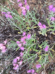 Saussurea salicifolia