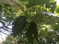 Quercus