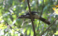 Ocyceros gingalensis