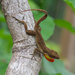 Virgin Islands Crested Anole - Photo (c) John Sullivan, some rights reserved (CC BY-NC), uploaded by John Sullivan