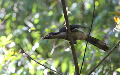 Ocyceros gingalensis