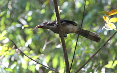 Ocyceros gingalensis