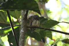 Glaucidium castanotum