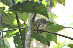 Glaucidium castanotum
