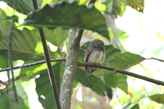 Glaucidium castanotum