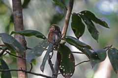Glaucidium castanotum