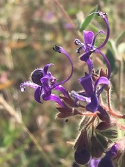 Trichostema laxum
