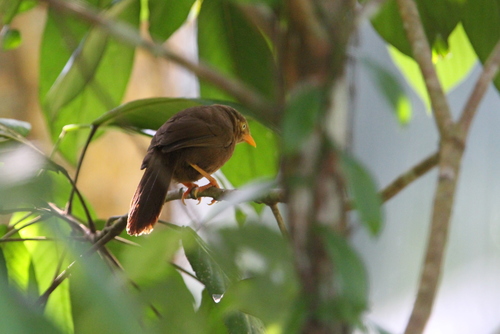 Orange-billed Babbler (Argya rufescens), photo 2