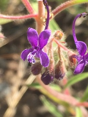 Trichostema laxum