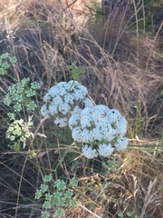 Perideridia kelloggii