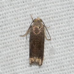 Epiblema luctuosissima