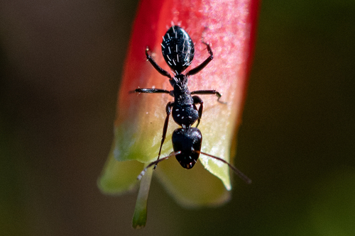 Hairy Sugar Ant photo 4