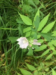 Malva excisa
