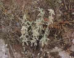 Marrubium incanum