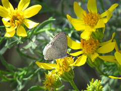 Celastrina echo cinerea